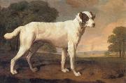 Dog George Stubbs